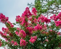 symbol_flower