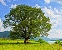 symbol_tree